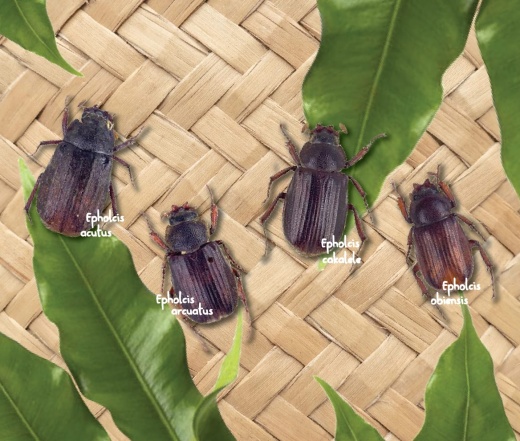 Penemuan Empat Jenis Kumbang Epholcis